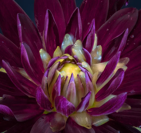 Blumen Feine Kunst Stillleben Detaillierte Farbe Makroblume Bild Des Inneren — Stockfoto