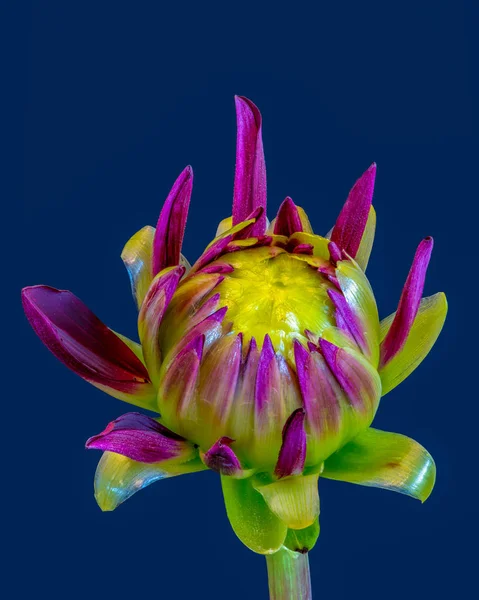 Beaux Arts Nature Morte Macro Floral Violet Jaune Vert Isolé — Photo