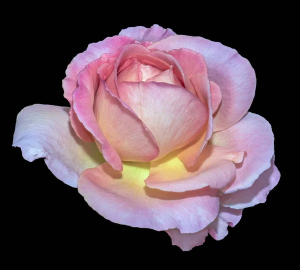 柔和的色彩美术仍然生活明亮的花卉宏观花形象的单一隔离红色粉红色的宽开放玫瑰花 黑色背景 详细的纹理 复古绘画风格 — 图库照片