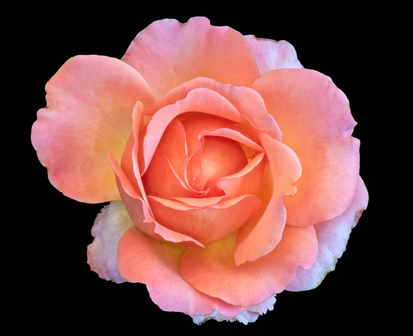単一の孤立したオレンジのパステル カラー美術静物明るい花マクロ花画像ピンクのワイド オープンのバラの花 黒の背景 詳細なテクスチャ ビンテージ絵画スタイル — ストック写真