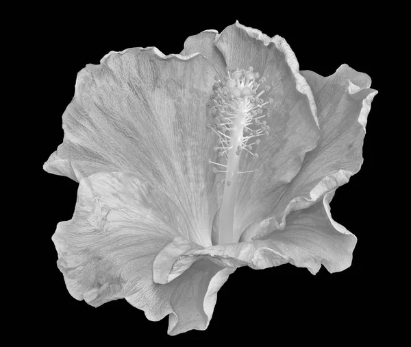 Floral high key monochrome black and white macro flower image of a single isolated wide open hibiscus blossom with detailed texture on black background in vintage painting style