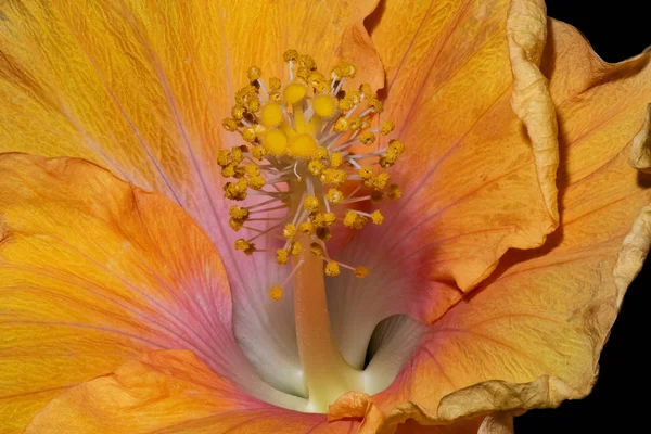 Floral Φωτεινό Χρώμα Λουλούδι Μακρο Εικόνα Από Εσωτερικό Του Ένα — Φωτογραφία Αρχείου