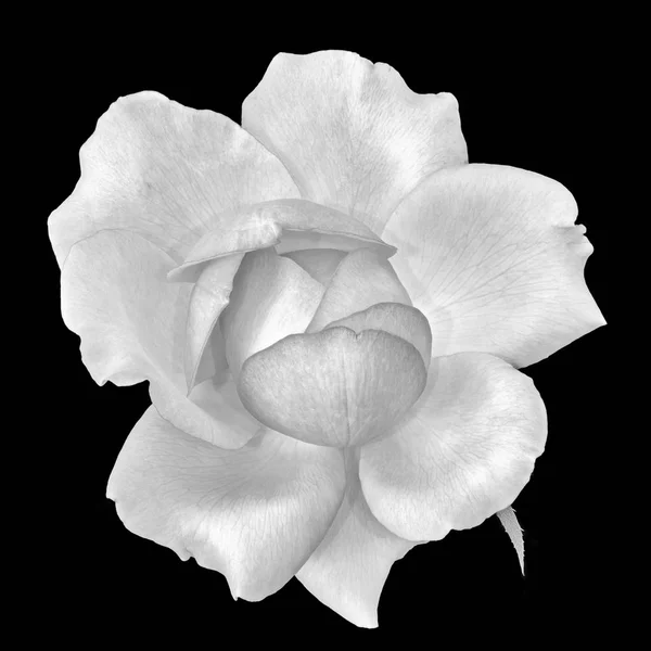 Képzőművészeti Csendélet Monokróm Fekete Fehér Virág Felülnézetben Makró Fotó Egy — Stock Fotó