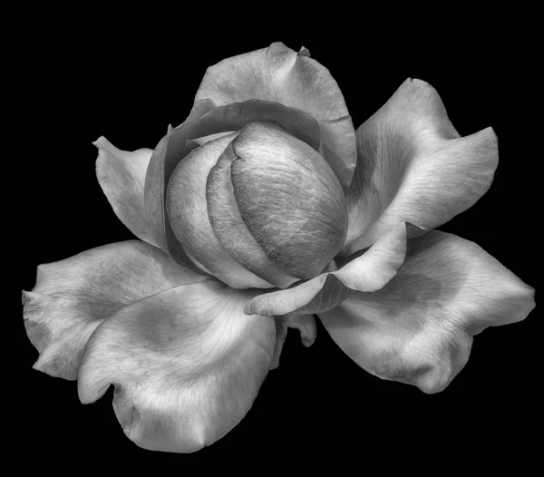 Monochrome black and white fine art still life bright floral macro of a single isolated rose blossom, black background,detailed texture,vintage painting style
