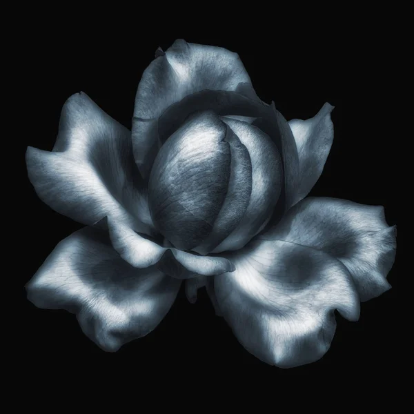 Monochrome low key black and white fine art still life floral macro  of a single isolated rose blossom, black background,detailed texture,vintage painting style