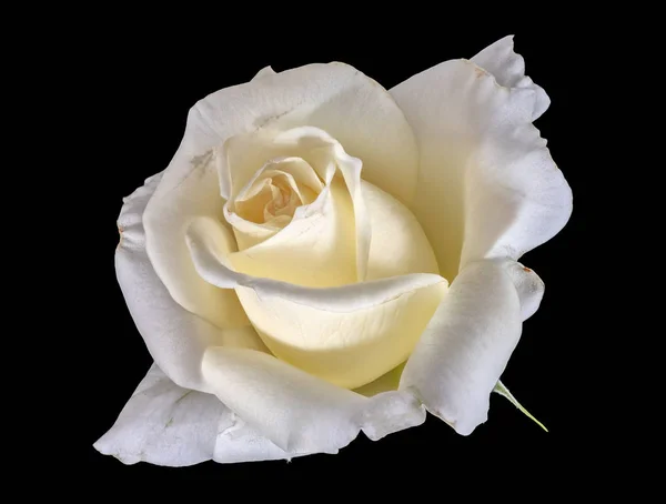 明るい Coloful 美術静物花マクロ花単一分離白黄色バラの背景と詳細なテクスチャーのイメージ — ストック写真