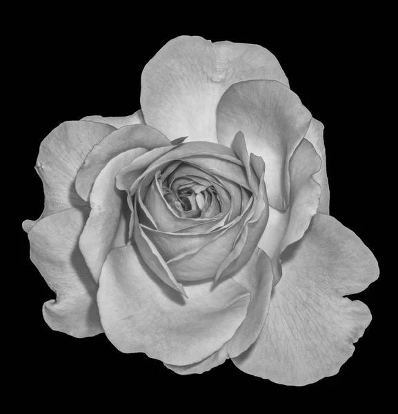Bellas artes bodegón monocromo flor blanca y negra macro fot —  Fotos de Stock