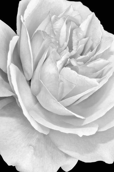 Fine Art Still Life Monochrome Black White Flower Macro Photo — Stock Photo, Image