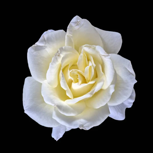 Képzőművészeti Csendélet Fényes Lágy Színű Virág Makró Fotó Egy Friss — Stock Fotó