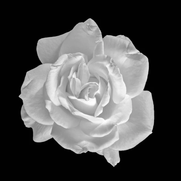 Beaux Arts Nature Morte Monochrome Noir Blanc Fleur Macro Photo — Photo