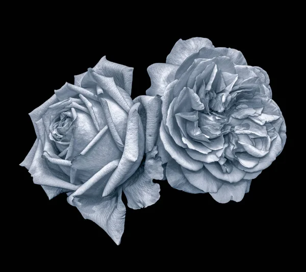 单色自拍精美的艺术静止不动的一对孤立的玫瑰花 黑色的背景 详细的纹理 复古的绘画风格 象征性的对结合在一起 — 图库照片