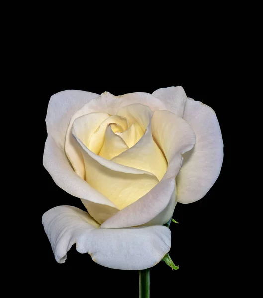 Καλών Τεχνών Νεκρή Φωτεινό Χρώμα Λουλούδι Μακρο Φωτογραφία Του Ένα — Φωτογραφία Αρχείου