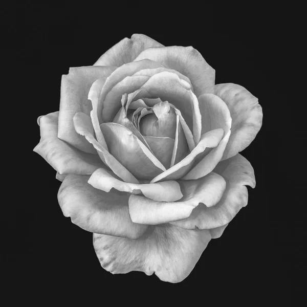 Monochroom Zwart Wit Kunst Stilleven Heldere Floral Macro Flower Portret — Stockfoto
