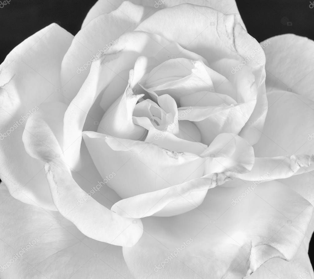 Fine art still life monochrome black and white flower macro photo of a the inner of a single isolated wide open rose blossom with detailed texture 