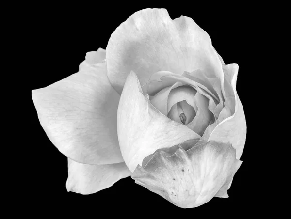 Beaux Arts Nature Morte Monochrome Noir Blanc Fleur Vue Dessus — Photo