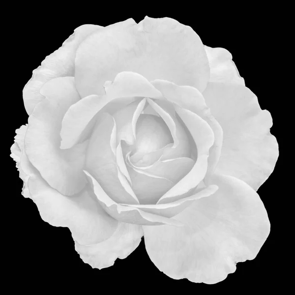 Sztuki Monochromatyczne Czarno Biały Kwiat Martwa Natura Widok Góry Zdjęcie — Zdjęcie stockowe