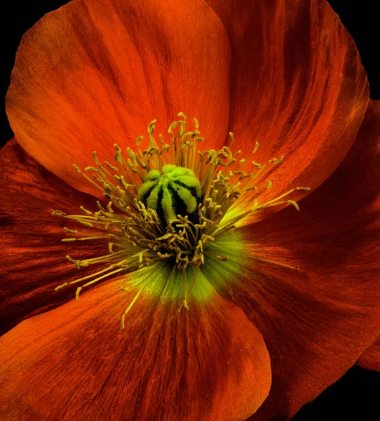 Blumen Fine Art Farbe Makro Porträt Eines Rot Grün Blühenden — Stockfoto
