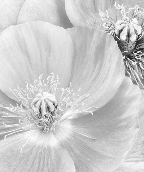 Monochrome still life fine art floral detailed macro portrait of flowering iceland poppy blossoms with fine texture in black and white surrealistic vintage graphical painting style