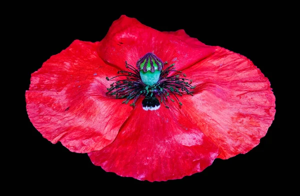 Tek Açık Çiçek Açan Zlanda Haşhaş Çiçeği Çiçek Durgun Yaşam — Stok fotoğraf