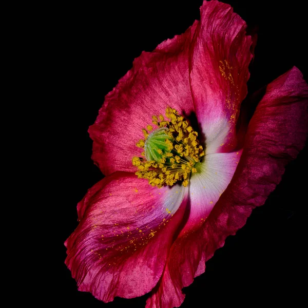 Floral fine art macro flower portrait of a dark purple flowering blooming open isolated single iceland poppy blossom on black background,floral vintage painting still life style,velvet texture, pollen