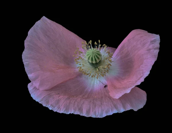 Floral fine art macro portrait of a pink flowering isolated single Iceland Poppy blossom on black background in still life style with detailed delicate paper like texture and pastel colors