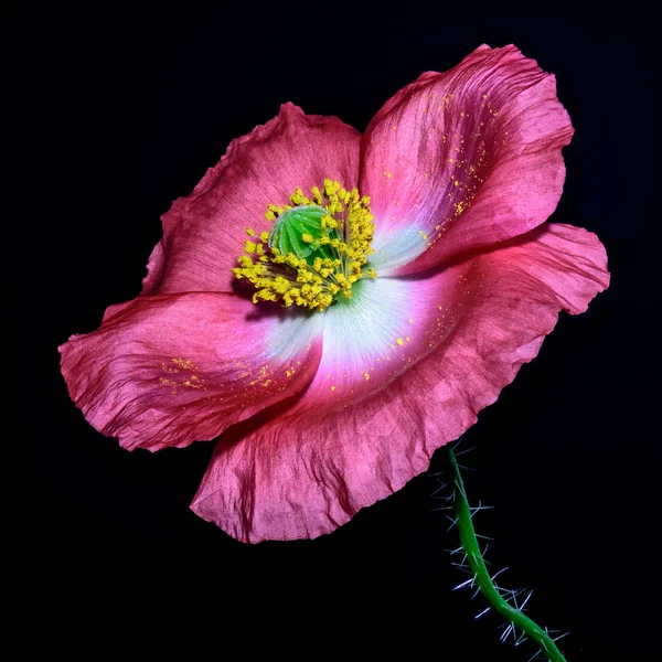 Floral Multa Arte Macro Flor Retrato Uma Floração Rosa Violeta — Fotografia de Stock