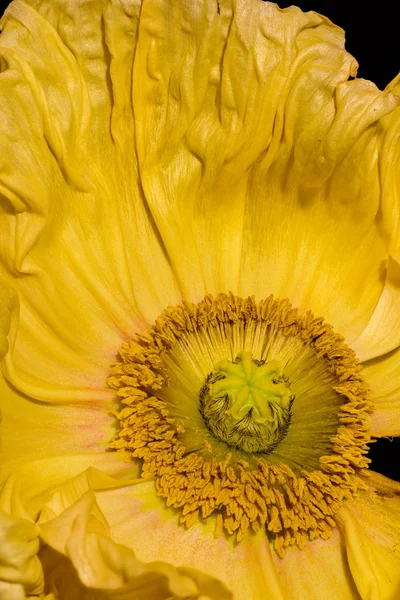 Çiçek Güzel Sanatlar Natürmort Ayrıntılı Renk Makro Çiçek Siyah Arka — Stok fotoğraf