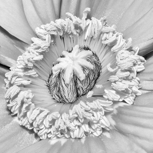 Bellas Artes Florales Bodegón Detallado Monocromo Blanco Negro Macro Flor — Foto de Stock