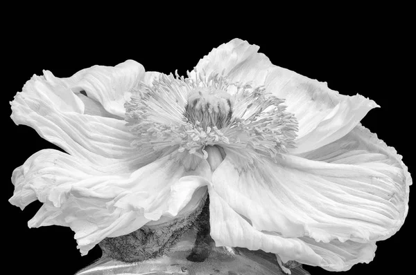 Çiçek Güzel Sanatlar Natürmort Detaylı Tek Renkli Makro Çiçek Portre — Stok fotoğraf