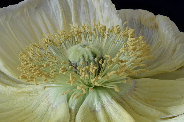 Floral Καλών Τεχνών Νεκρή Λεπτομερή Εικόνα Λουλούδι Μακρο Παστέλ Χρώμα — Φωτογραφία Αρχείου
