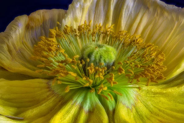 Floral fine art still life detailed bright color macro flower portrait of a the inner of a single isolated wide opened yellow green satin/silk poppy blossom,black background, detailed texture