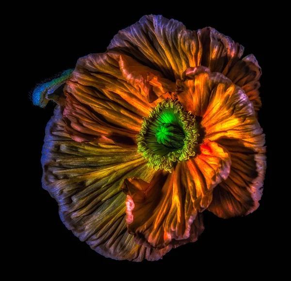 Blomsten Blomstrer Fortsatt Makro Blomsterportrett Isolert Enkelt Blomstrende Åpen Gyllen – stockfoto