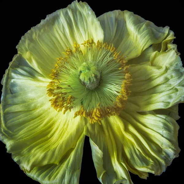 Floral Καλών Τεχνών Νεκρή Λεπτομερείς Έντονο Χρώμα Μακροεντολή Λουλούδι Πορτρέτο — Φωτογραφία Αρχείου