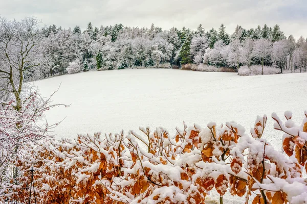 Внешний Идиллический Зимний Цвет Изображения Красно Коричневого Медного Бука Листьями — стоковое фото