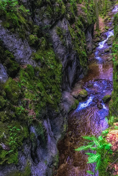 Fine art color outdoor nature image of a small river / creek in a foggy winter forest with rocks,undergrowth,foliage,trres,wood and a fern in surreal vintage painting style