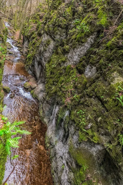 Изображение Небольшой Реки Ручья Туманном Зимнем Лесу Камнями Подлеском Листвой — стоковое фото