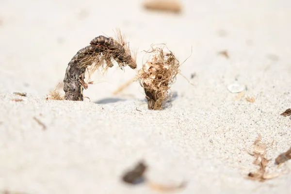 Смішні Фігури Побудовані Виробів Пасма Піщаному Пляжі Яскравий Сонячний Літній — стокове фото