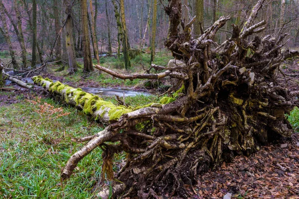 Färg Utomhus Lång Exponering Vinter Saga Fantasy Skog Scen Med — Stockfoto