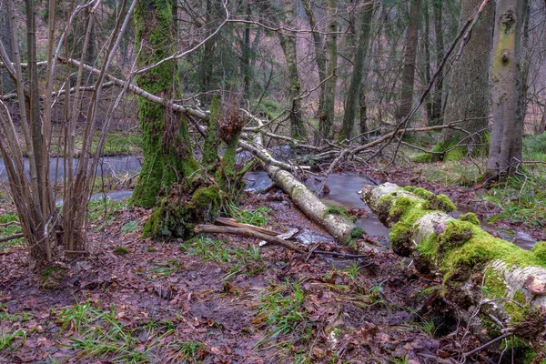 Барвиста Довга Експозиційна Фотографія Дикого Недоторканого Лісу Опалим Березою Мохом — стокове фото