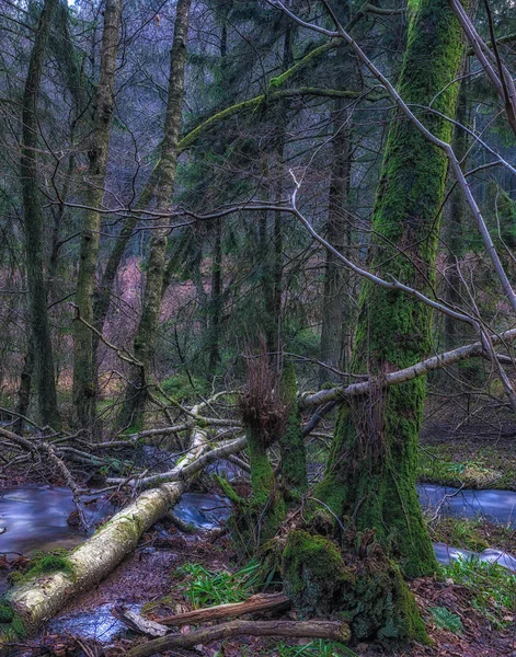 Surreal Colorful Long Exposure Photo Wild Untouched Forest Fallen Trees — Stock Photo, Image