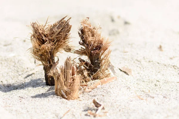 Grappige Figuren Die Zijn Opgebouwd Uit Gestrande Goederen Een Zandstrand — Stockfoto