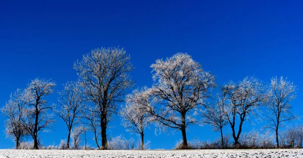 Яркая Зимняя Цветная Сцена Снежного Поля Деревьями Седыми Морозами Сделанная — стоковое фото