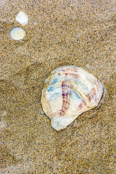 Kleur Buiten Beeld Van Een Enkele Geïsoleerde Gestrande Geel Blauw — Stockfoto