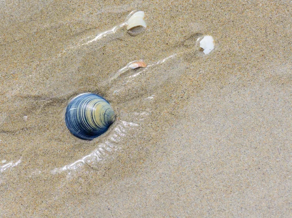 Kleur Buiten Beeld Van Een Enkele Geïsoleerde Gestrande Geel Blauwe — Stockfoto