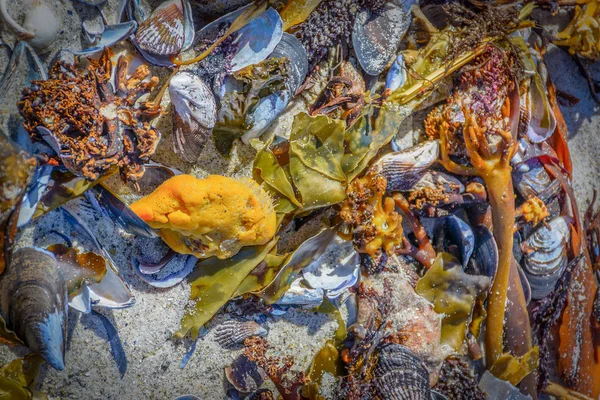 Surreal colorful fine art still life outdoor image of a collection/a collage of sea plants, mussels and animals stranded on a white sand beach taken on a sunny day near Cape Town, South Africa