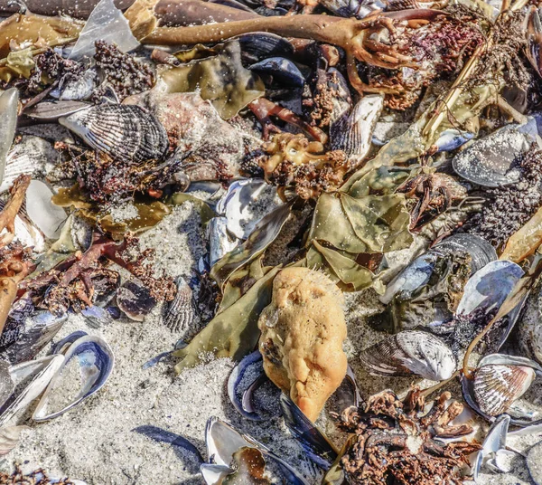 Vintage fine art still life outdoor image of a collection/a collage of sea plants, mussels and animals stranded on a white sand beach taken on a sunny day near Cape Town, South Africa