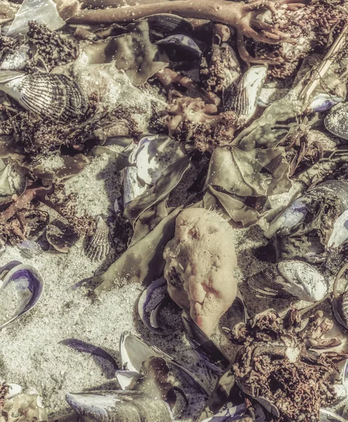 Fine art still life outdoor photo of a collection/a collage of sea plants, mussels and animals stranded on a white sand beach taken on a sunny day near Cape Town, South Africa,vintage painting style