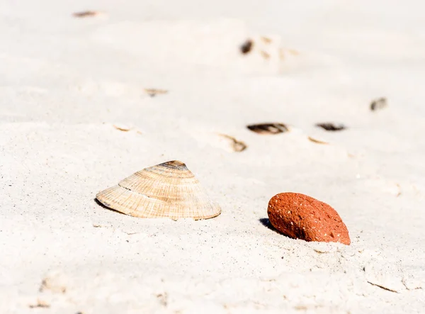 Kleur Buiten Beeld Van Een Enkele Geïsoleerde Mossel Schelp Gestrand — Stockfoto