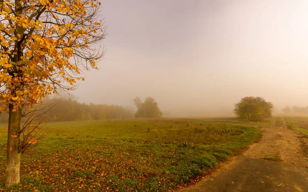 Color Outdoor Autumnal Nature Image Foggy Rural Countryside Golden Foliage — Stock Photo, Image