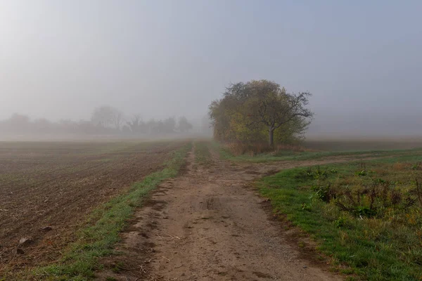 Barevný Podzimní Přírody Panoramatický Obraz Mlhavé Venkovské Krajiny Stromy Louka — Stock fotografie